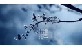 今日霜降 | 一年補透透，不如補霜降